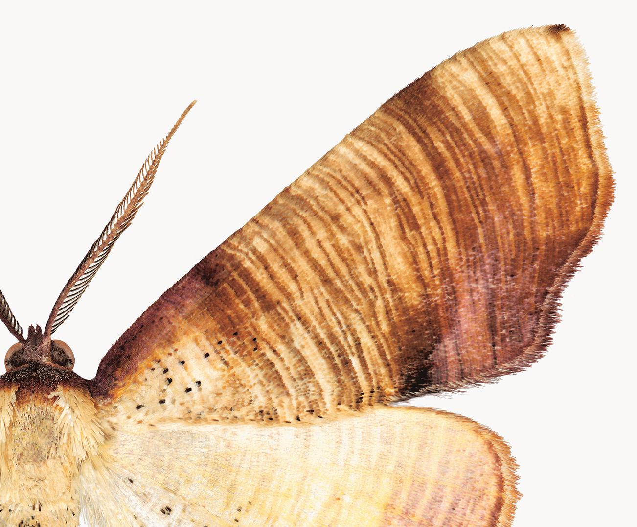 In this contemporary, hyper-detailed archival pigment print on watercolor paper, a cream and ivory moth with golden brown stripes on its wings is dramatic against a solid white background. 

Signed and numbered on recto. Installation photo shows