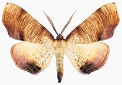 Plagodis Dolabraria - Brown Beige Cream Moth on White Nature Insect, 2019