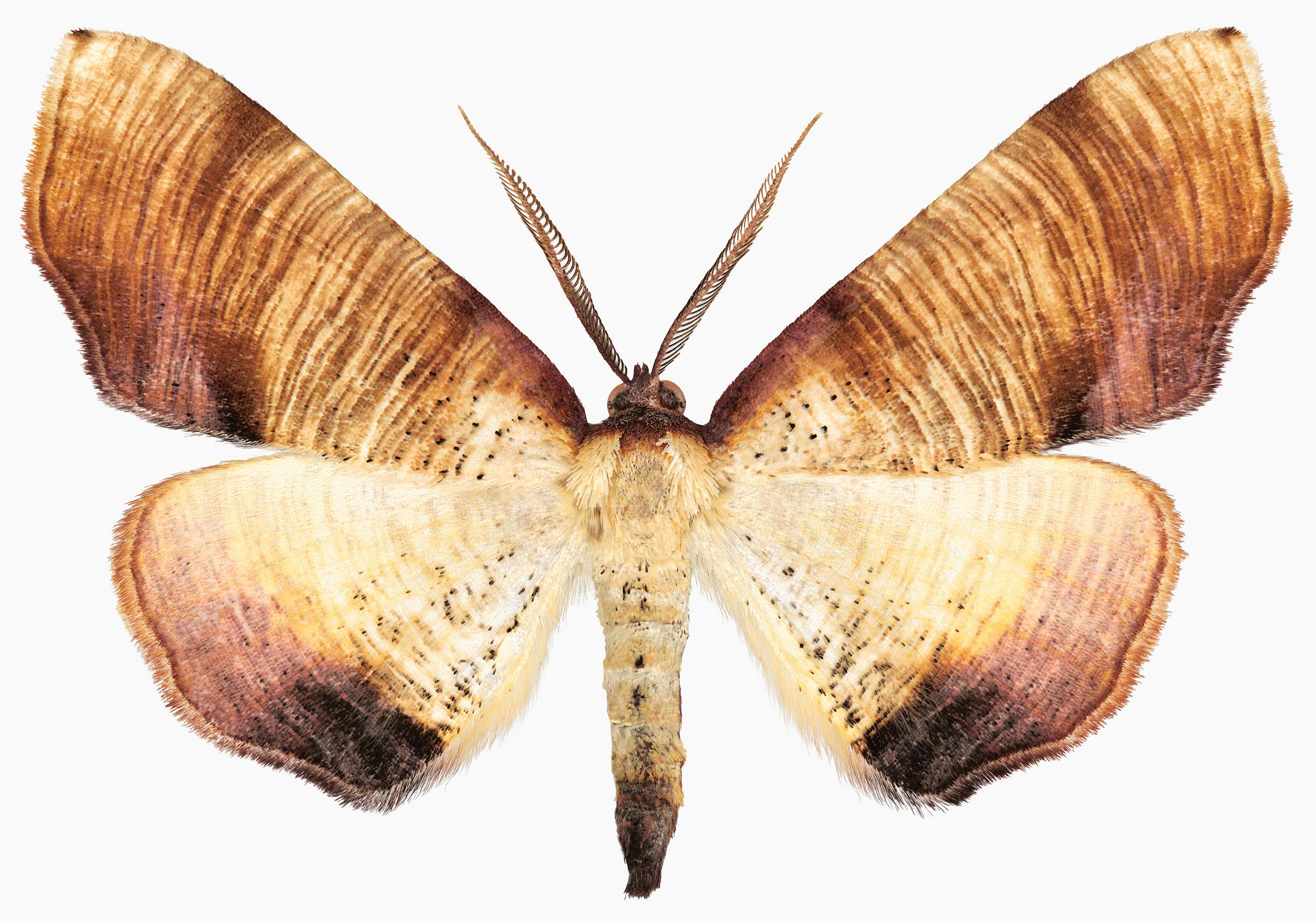 Joseph Scheer Color Photograph - Plagodis Dolabraria, Brown, Beige, Cream Moth on White, Nature Insect Photograph
