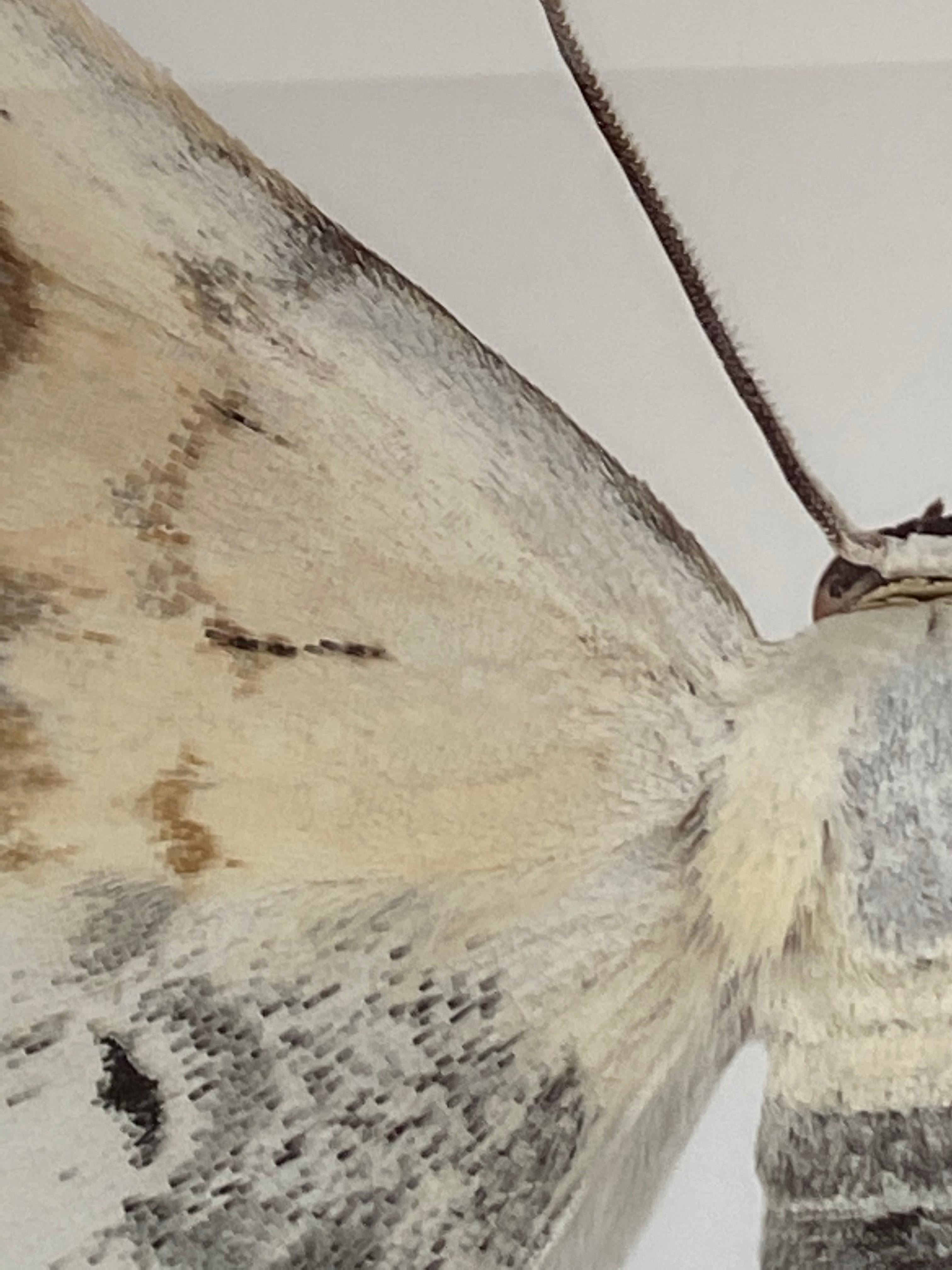 Somatina Indicataria, Nature Photograph of White, Brown, Ivory Moth on White 4