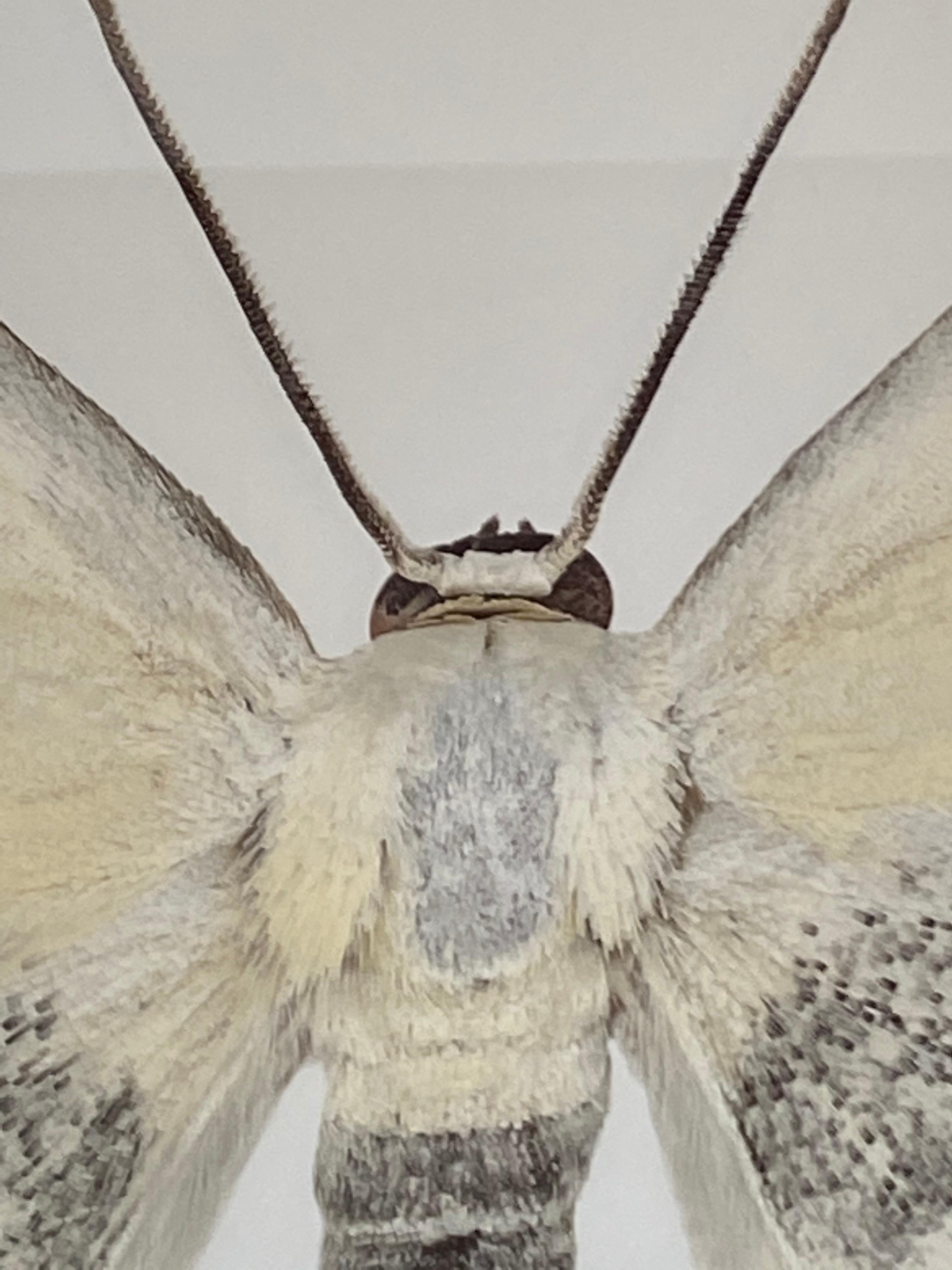 Somatina Indicataria, Nature Photograph of White, Brown, Ivory Moth on White For Sale 5