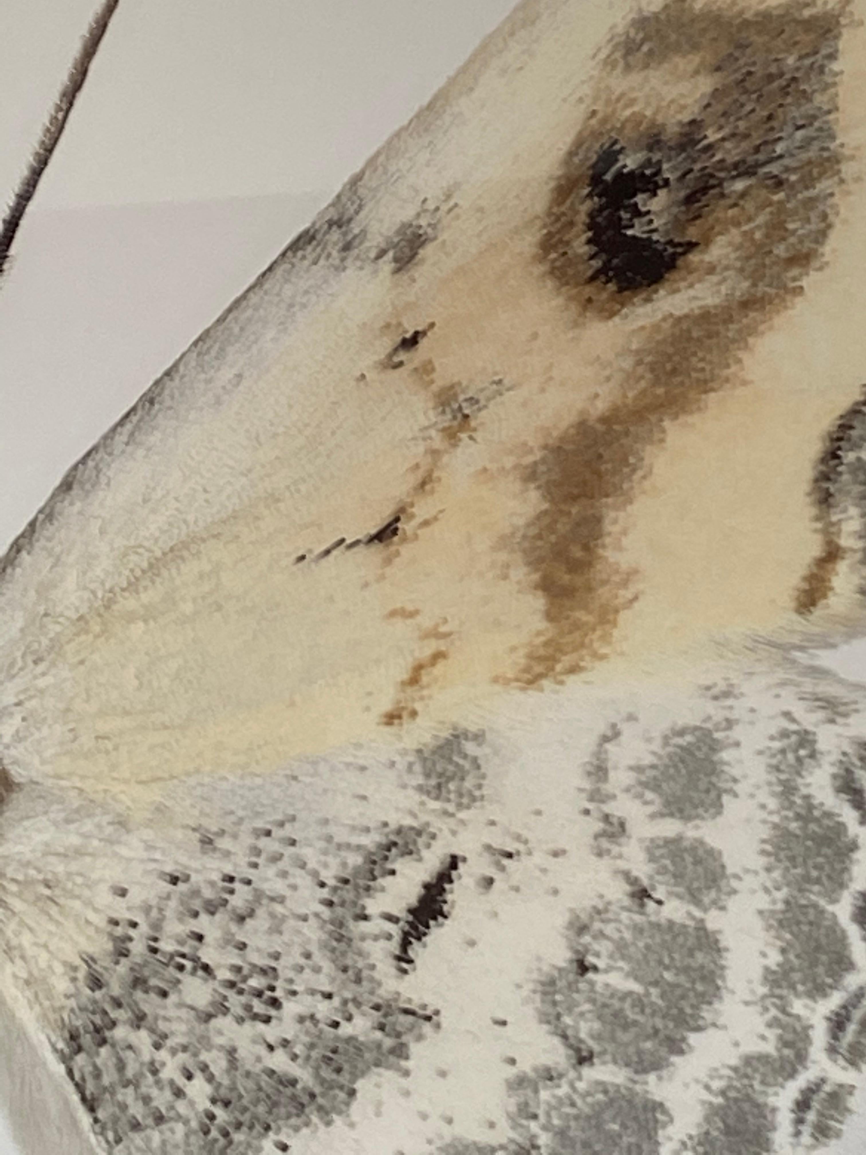 Somatina Indicataria, Nature Photograph of White, Brown, Ivory Moth on White 6