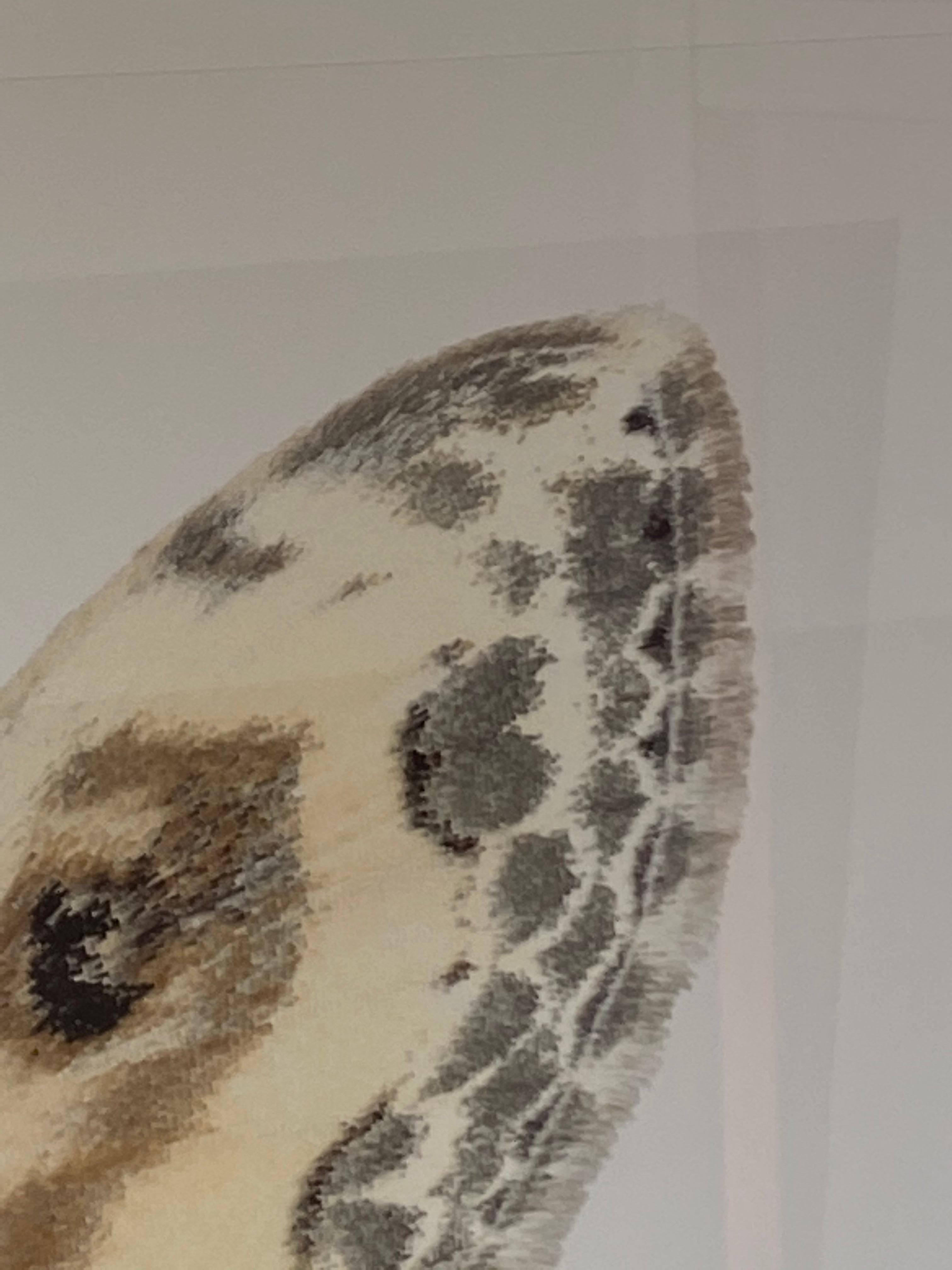 Somatina Indicataria, Nature Photograph of White, Brown, Ivory Moth on White 7