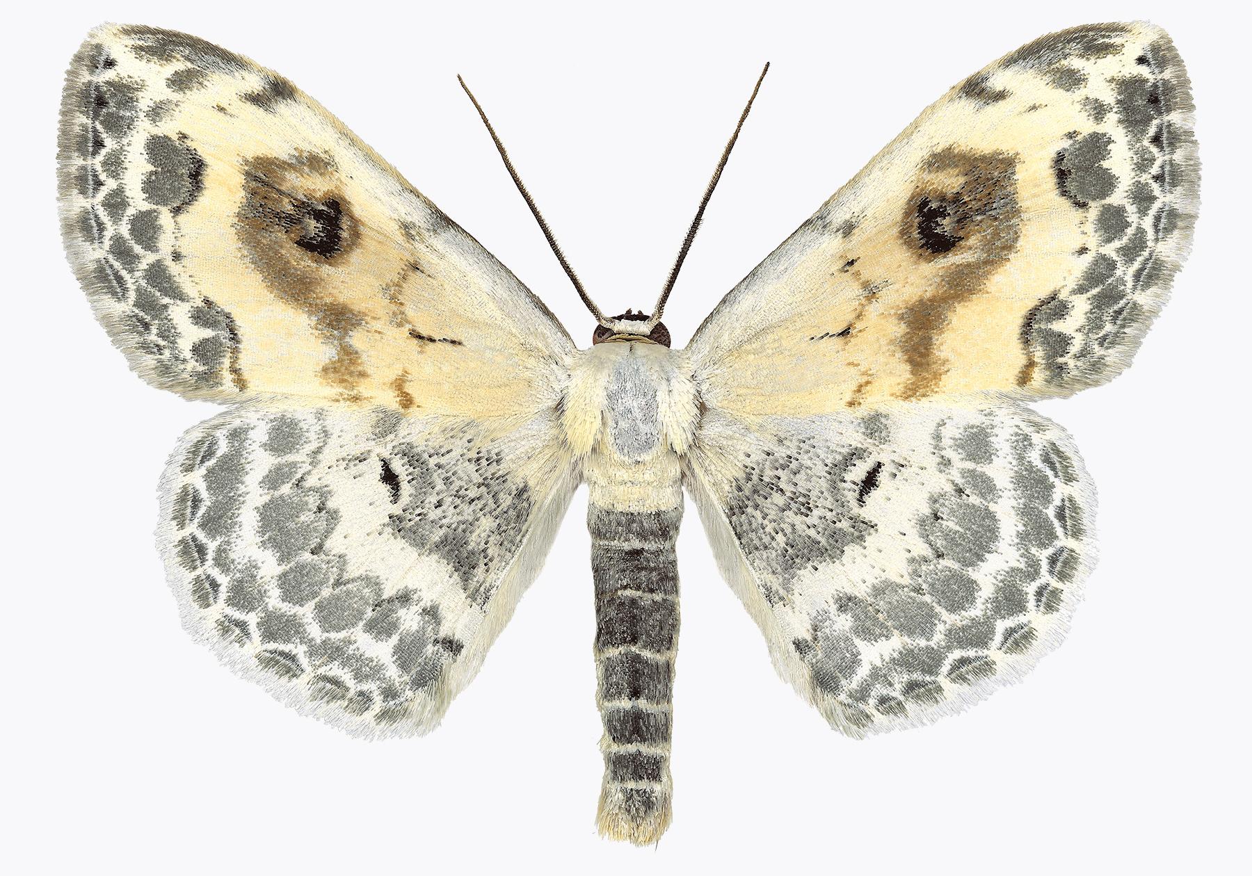 Joseph Scheer Color Photograph - Somatina Indicataria, Nature Photograph of White, Brown, Ivory Moth on White