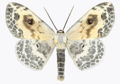 Somatina Indicataria, Nature Photograph of White, Brown, Ivory Moth on White