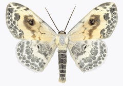 Somatina Indicataria, Naturfotografie in Wei, Braun, Elfenbeinfarbenem Moth auf Wei