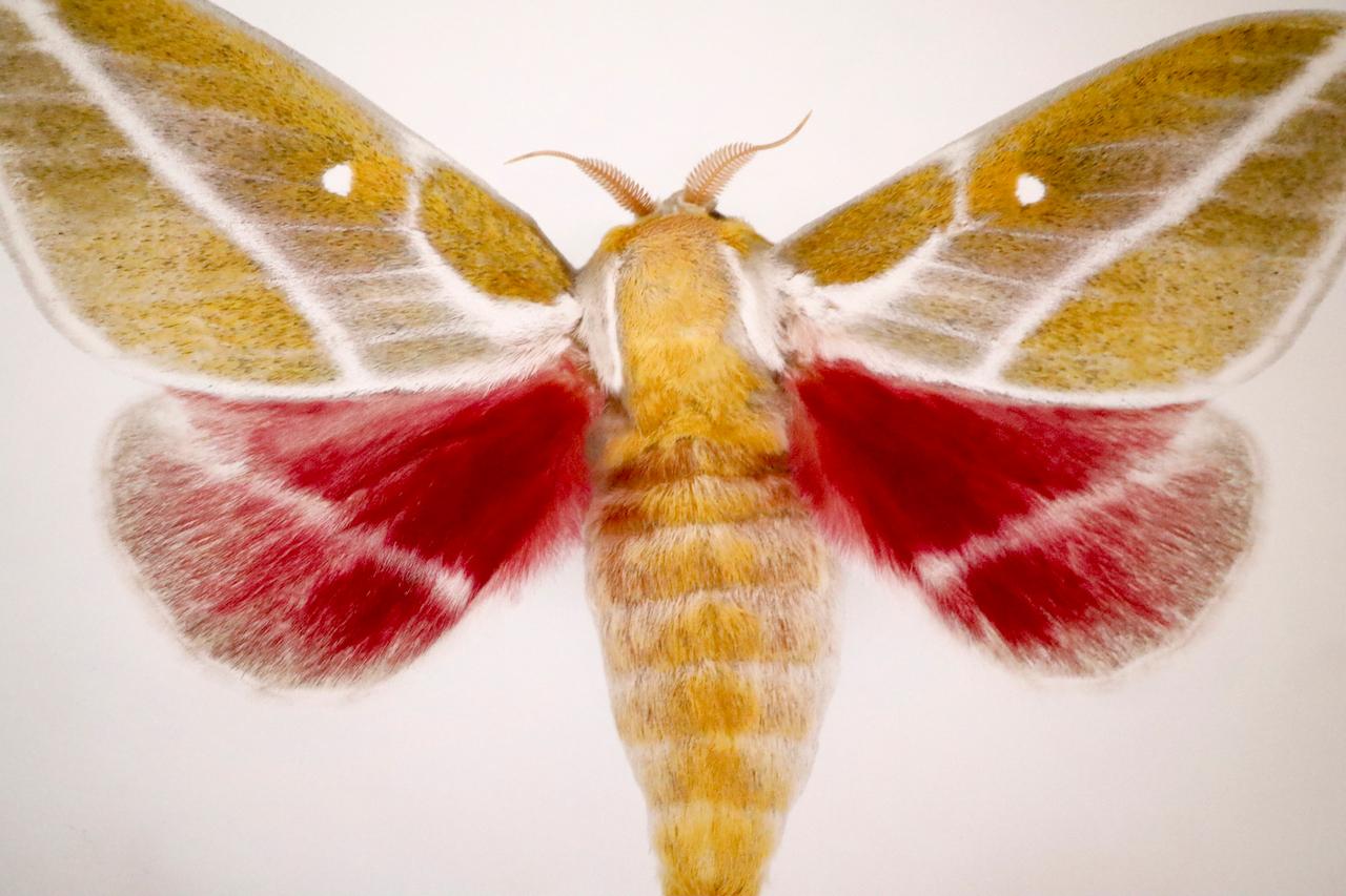 Sphingomonas Rosa Moth  - Naturalistic Mixed Media Art by Joseph Scheer
