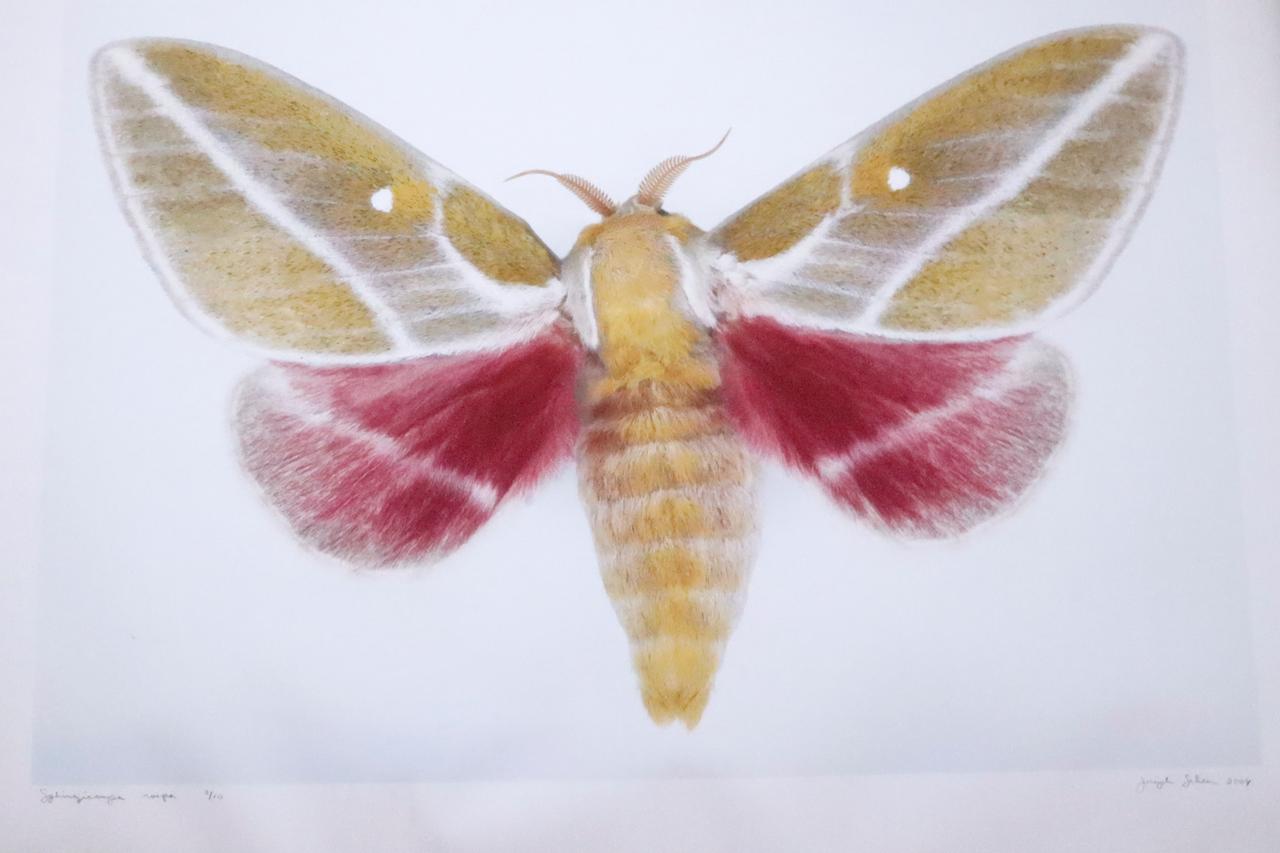 Sphingomonas Rosa Moth  - Mixed Media Art by Joseph Scheer