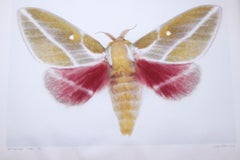 Sphingomonas Rosa Moth 