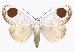 Sphragifera Sigillata, Nature Photograph of White, Brown, Beige Moth on White
