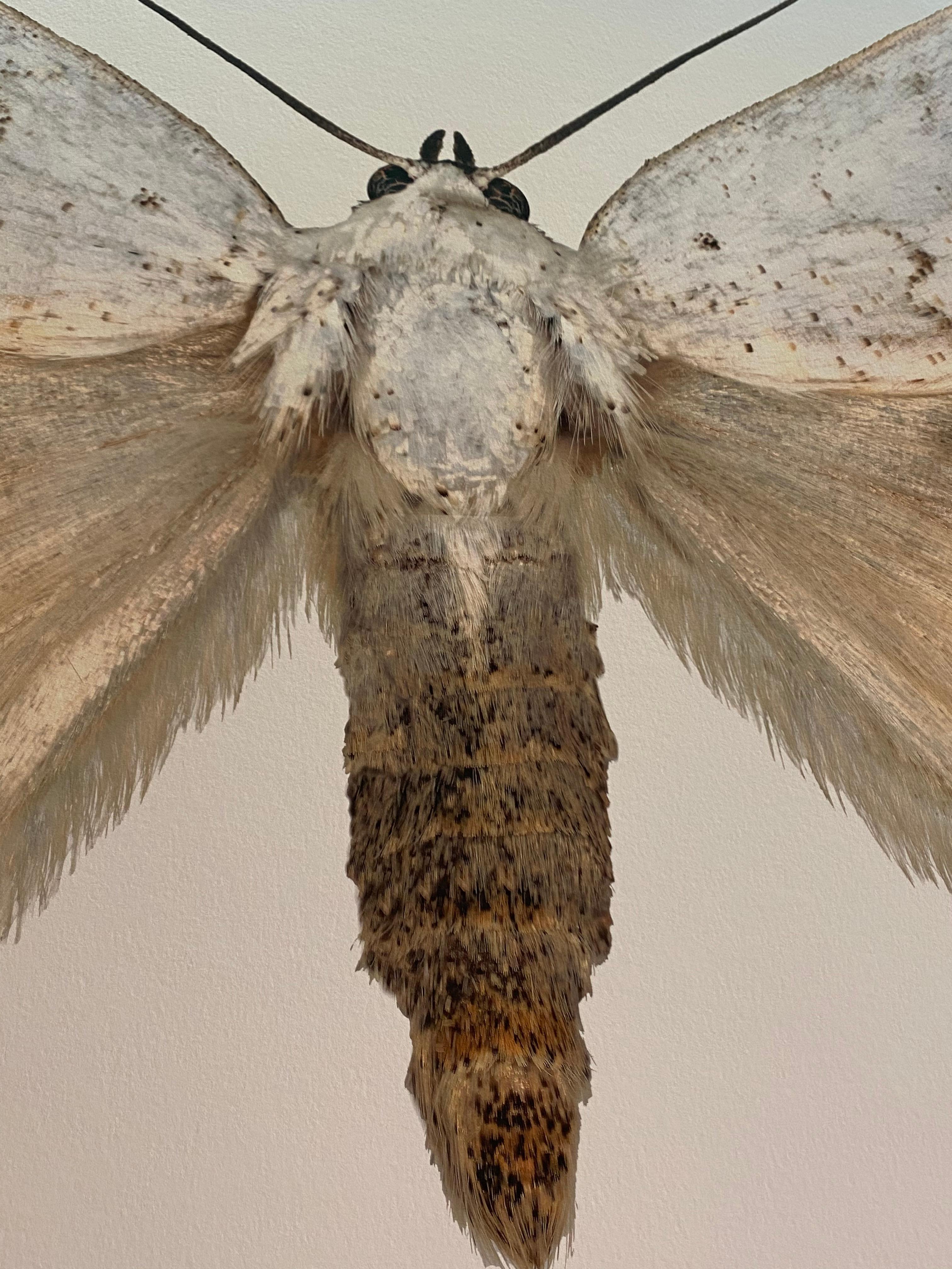 Dans cette impression pigmentaire d'archives hyper-détaillée sur papier aquarelle, un papillon de nuit blanc avec des marques circulaires brunes sur ses ailes se détache de façon spectaculaire sur un fond blanc uni. 

Le prix indiqué est le prix