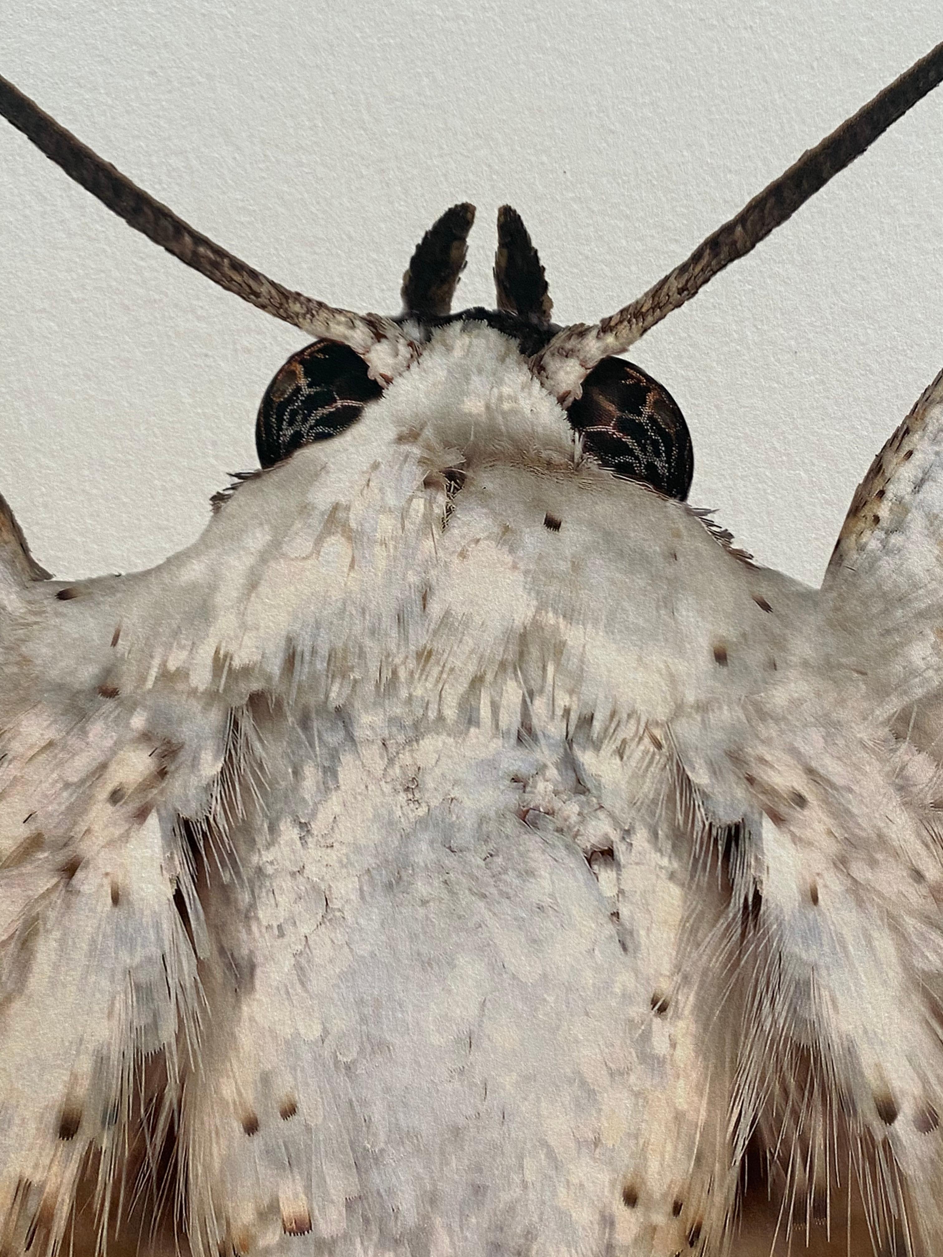 Sphragifera Sigillata, White, Brown, Beige Moth, Winged Insect Nature Photograph en vente 1