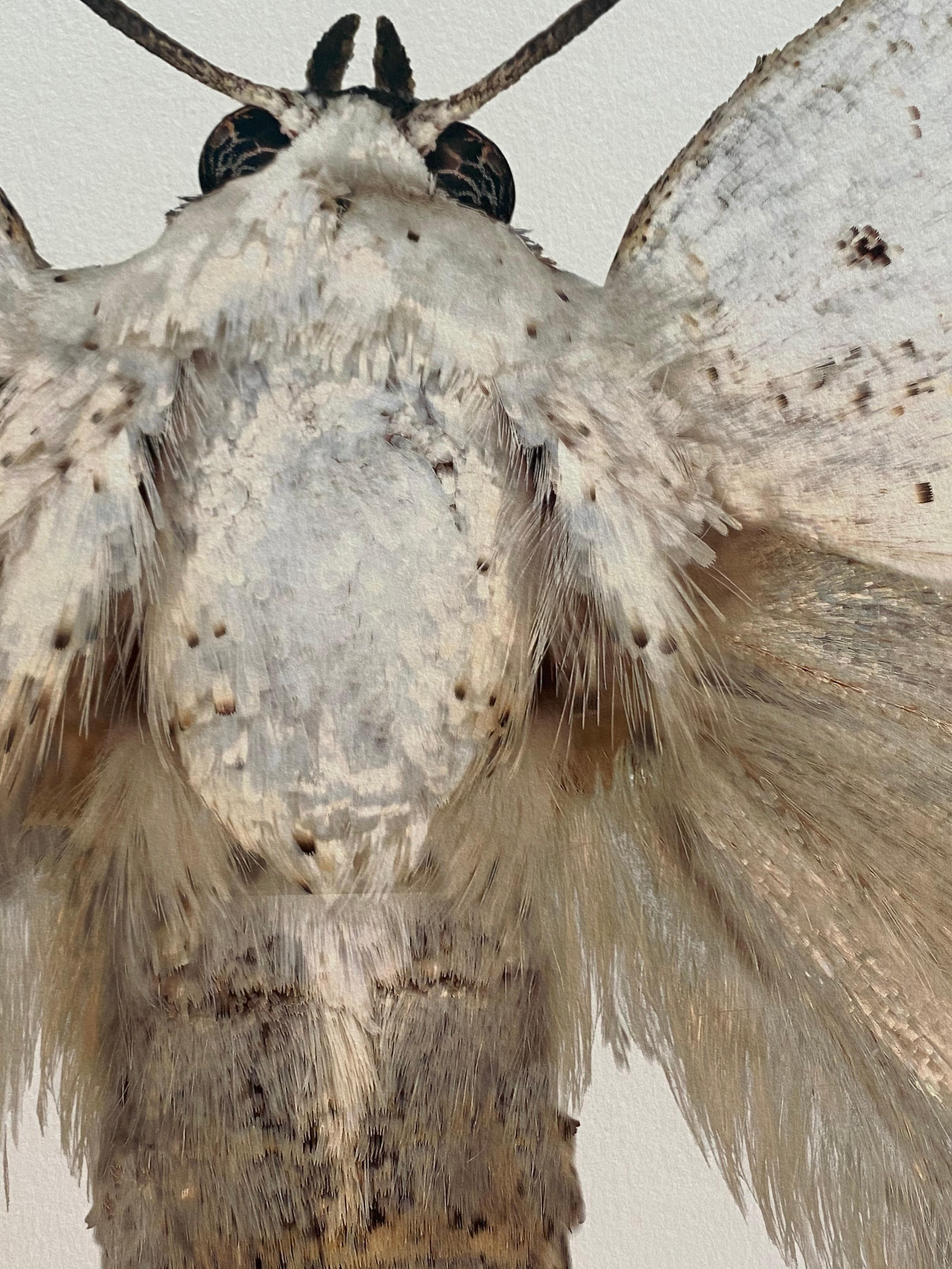 Sphragifera Sigillata, White, Brown, Beige Moth, Winged Insect Nature Photograph en vente 2