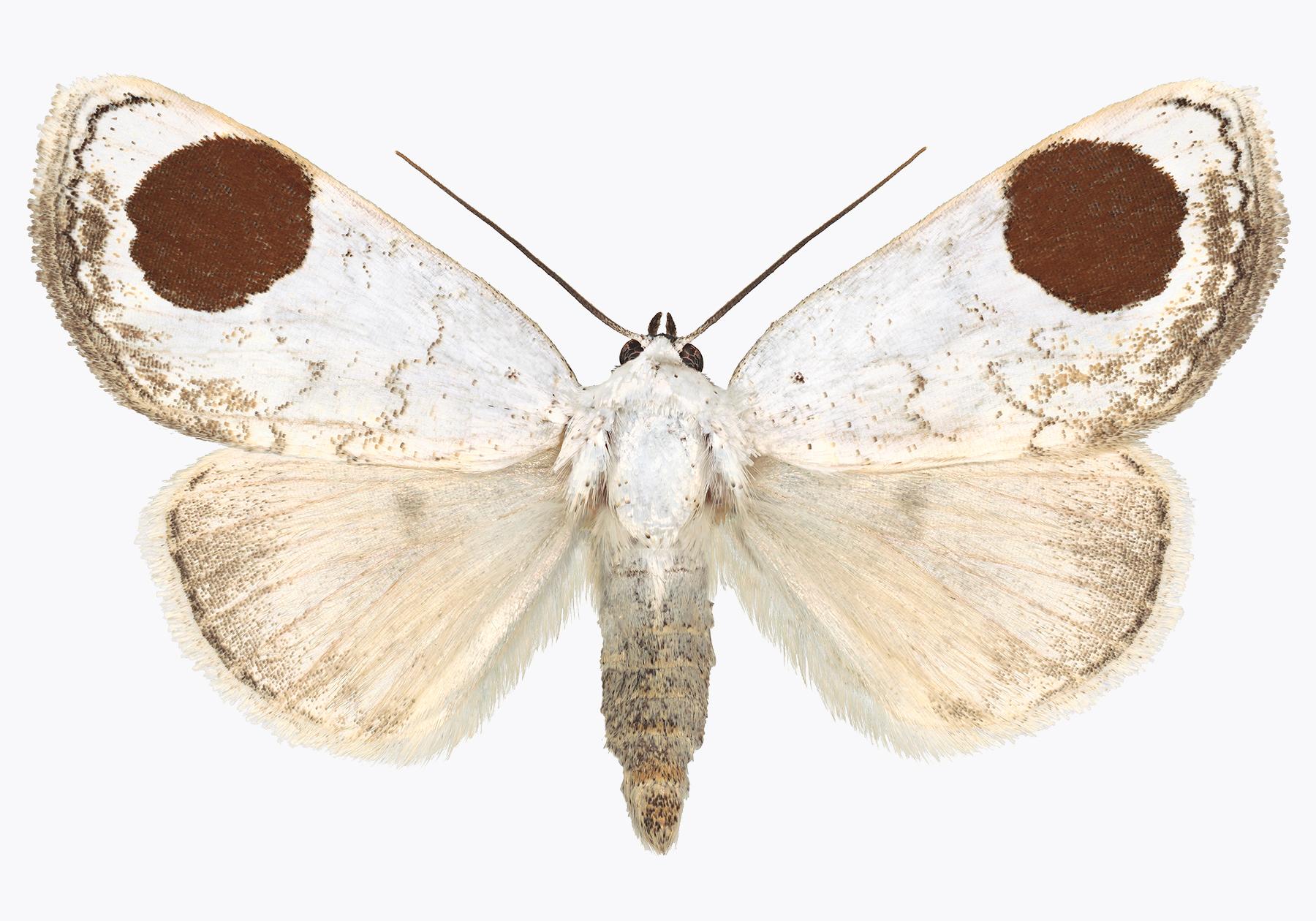 Joseph Scheer Color Photograph - Sphragifera Sigillata, White, Brown, Beige Moth, Winged Insect Nature Photograph