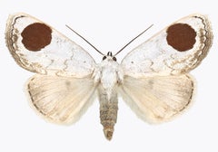 Sphragifera Sigillata - White Brown Moth Wings Insect Nature Photograph, 2019
