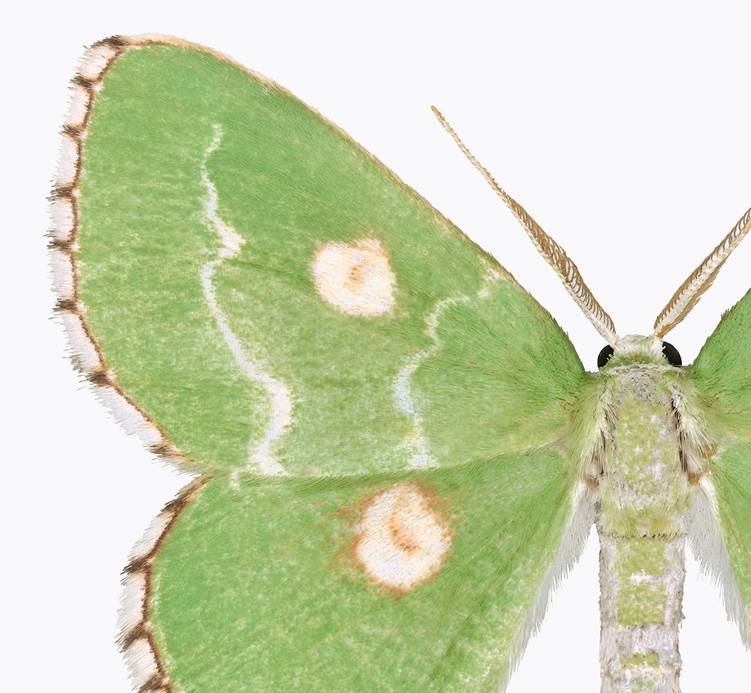 Thetidia Albocostaria, Insect Nature Photograph, Bright Green Moth on White For Sale 1