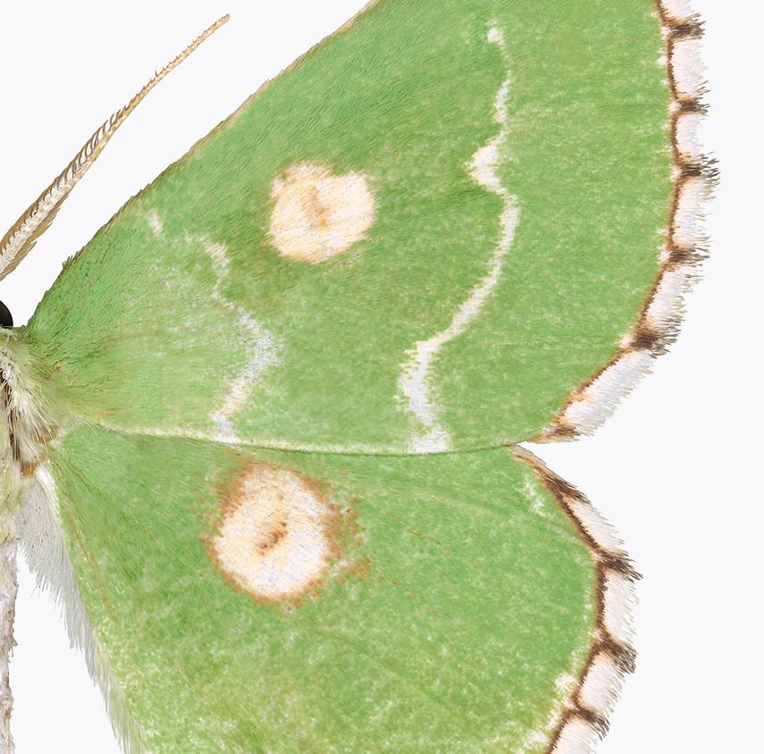 Thetidia Albocostaria, Insektenfotografie, leuchtend grnes Moth auf Wei (Grün), Color Photograph, von Joseph Scheer