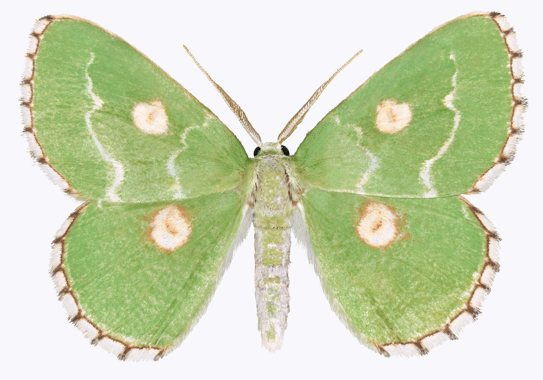 Joseph Scheer Color Photograph - Thetidia Albocostaria, Insect Nature Photograph, Bright Green Moth on White