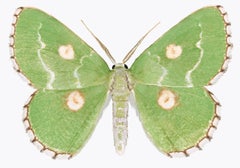 Thetidia Albocostaria, Insect Nature Photograph, Bright Green Moth on White