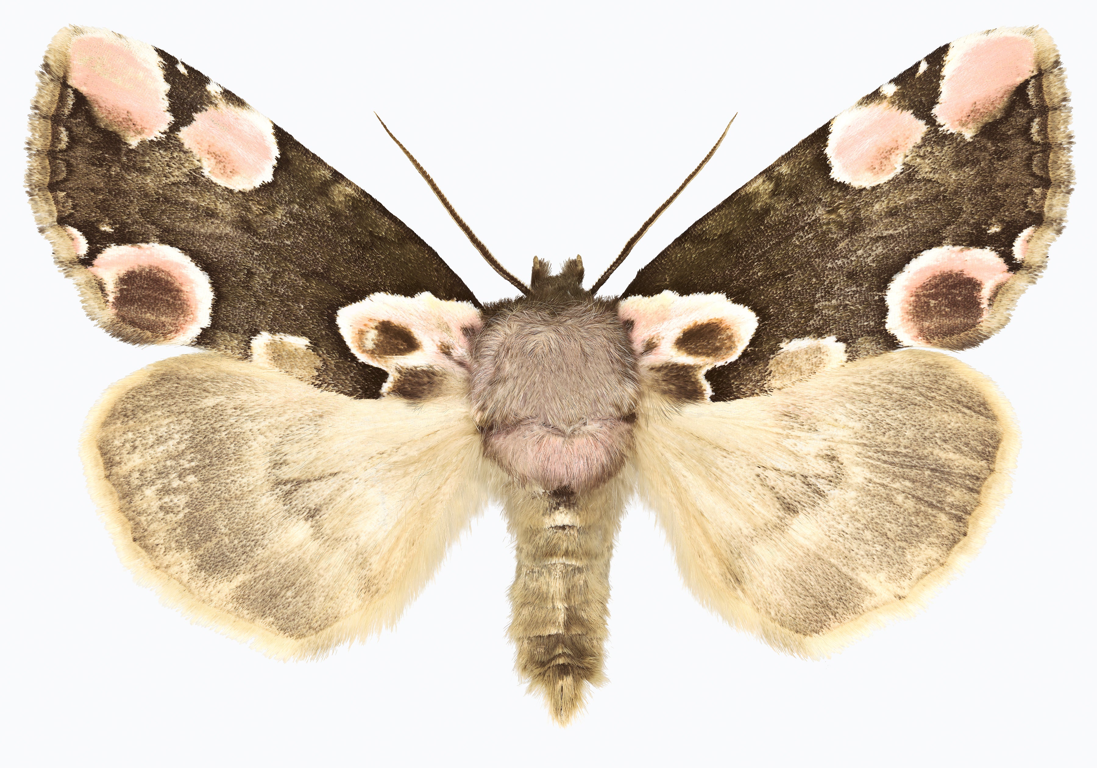 Thyatira Batis Batis - Brown Beige Pale Pink Moth Insect Photograph, 2019