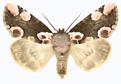 Thyatira Batis Batis – Foto eines braunen, beigen und blassrosa Falters, 2019
