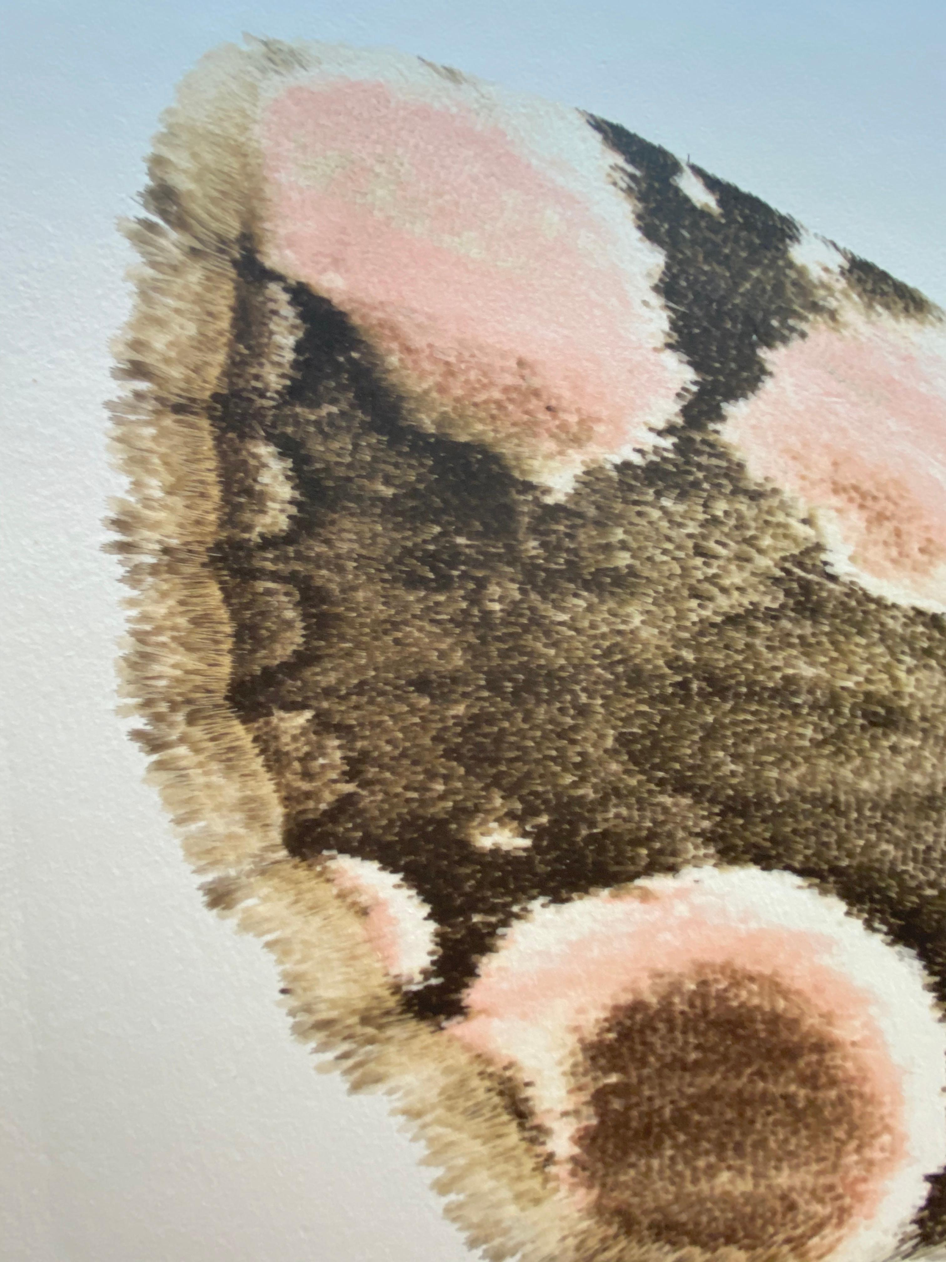 In this hyper-detailed archival pigment print on watercolor paper, a white moth with brown circular markings on its wings is dramatic against a solid white background. 

Price shown is the unframed price. Please inquire with the gallery for framing
