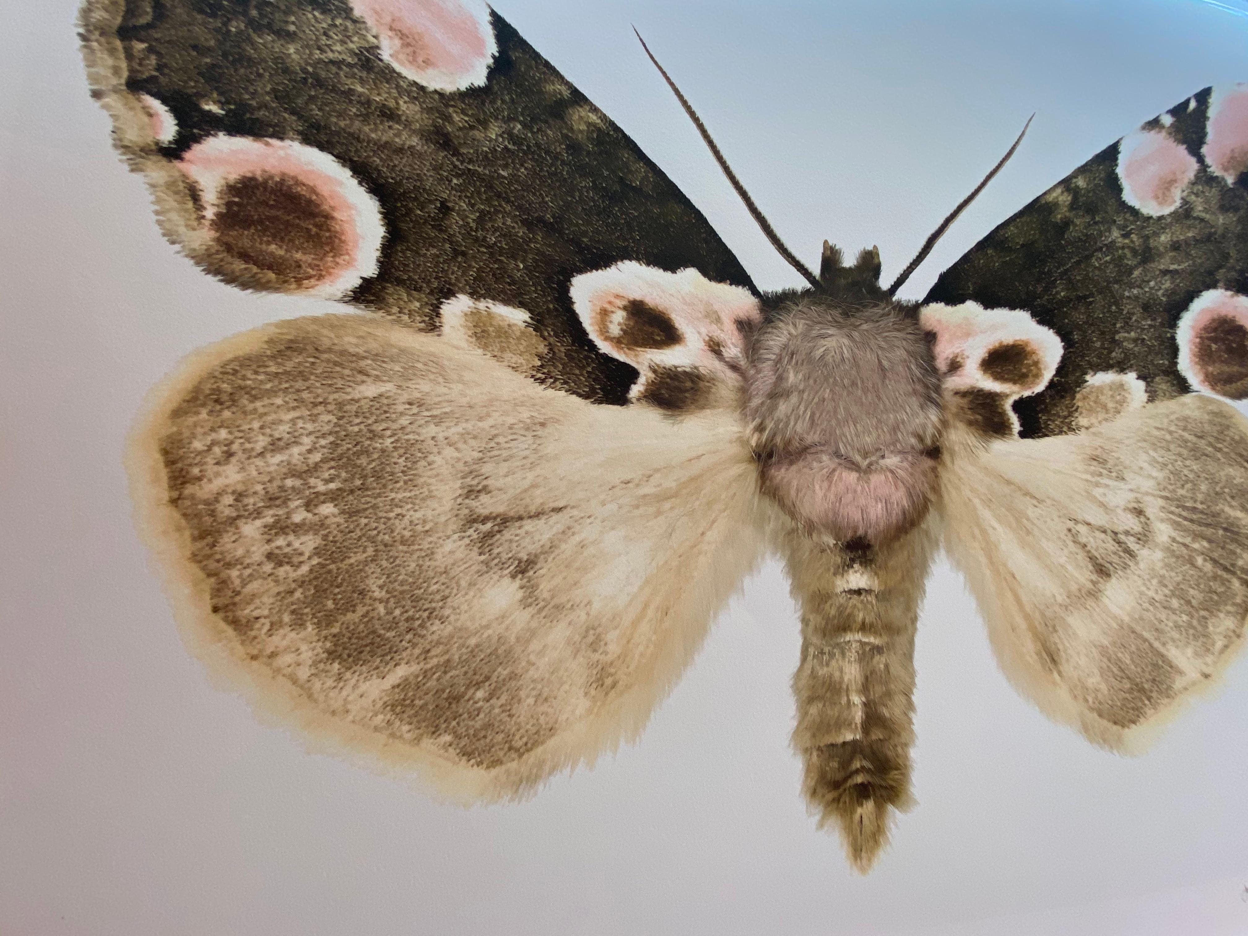 Thyatira Batis Batis, Nature Photograph of Brown, Beige, Pink Moth on White For Sale 2
