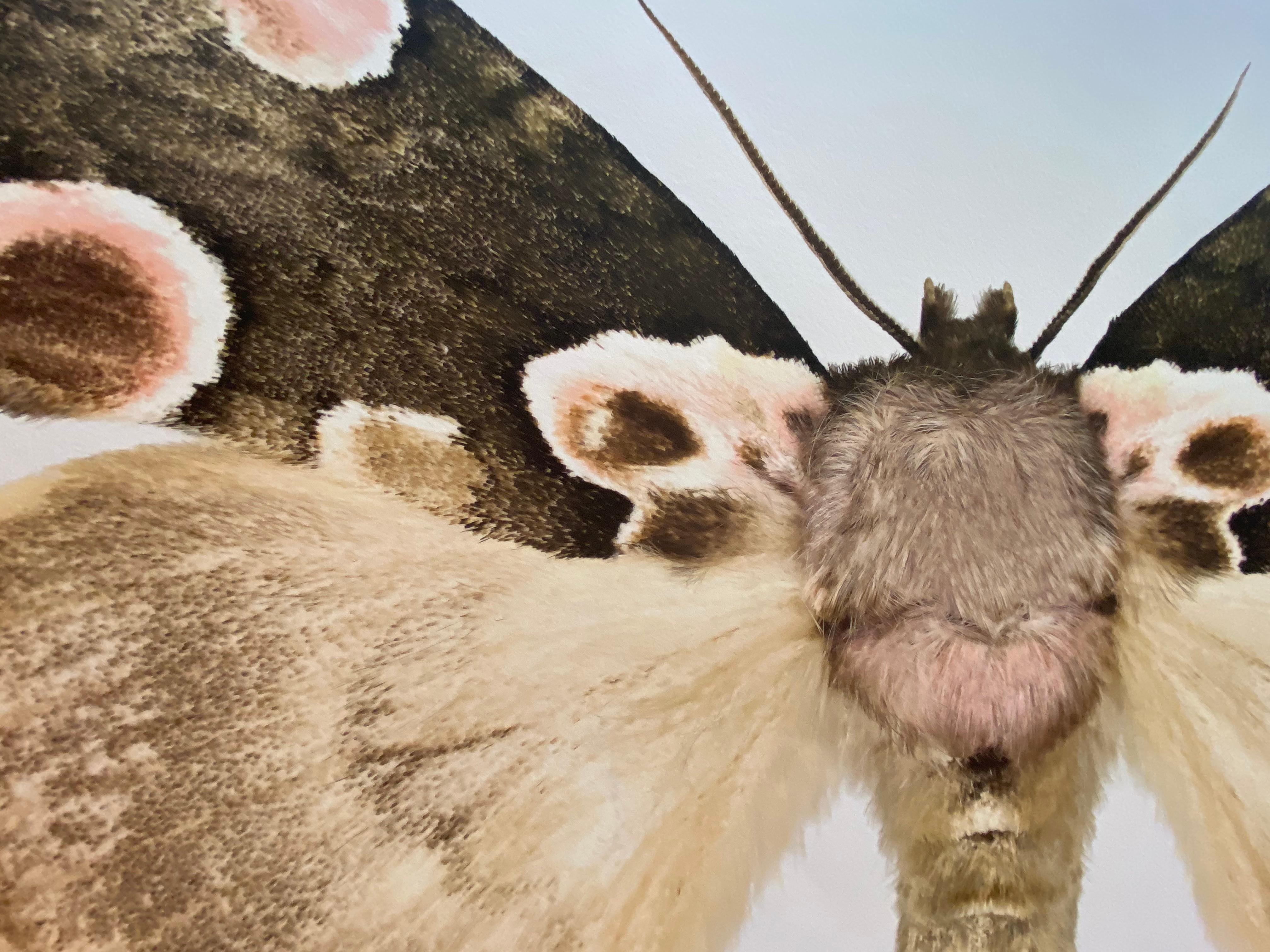 Thyatira Batis Batis, Nature Fotografie einer braunen, beigen, rosa Motte auf Weiß im Angebot 1