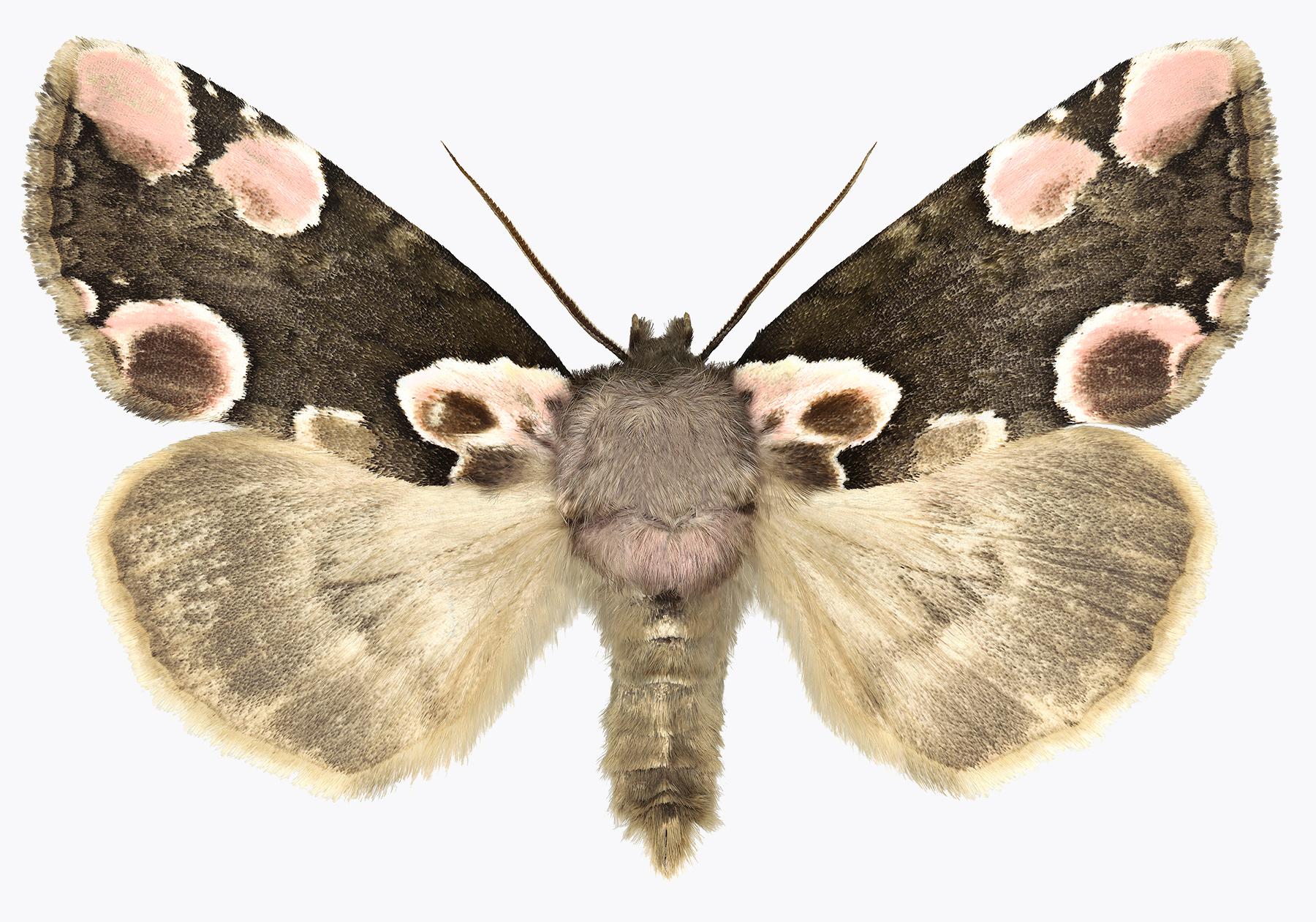 Joseph Scheer Color Photograph - Thyatira Batis Batis, Nature Photograph of Brown, Beige, Pink Moth on White