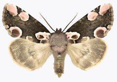 Thyatira Batis Batis, Photographie de Nature d'un papillon de nuit brun, beige, rose sur fond blanc