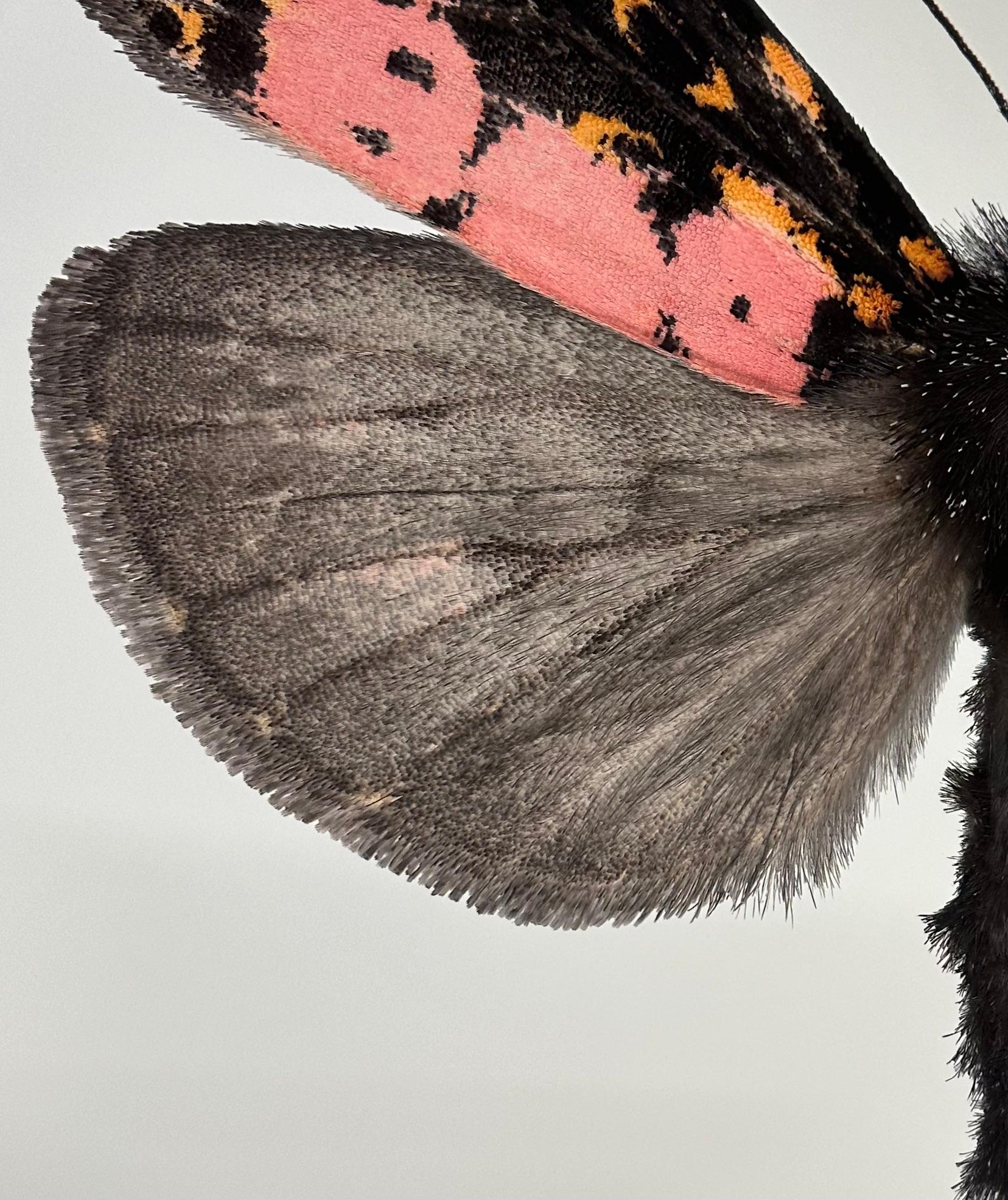Xanthopastis Regnatrix, Rosa, Orange, Braun, Weiß, Nature Motte Insekt – Photograph von Joseph Scheer