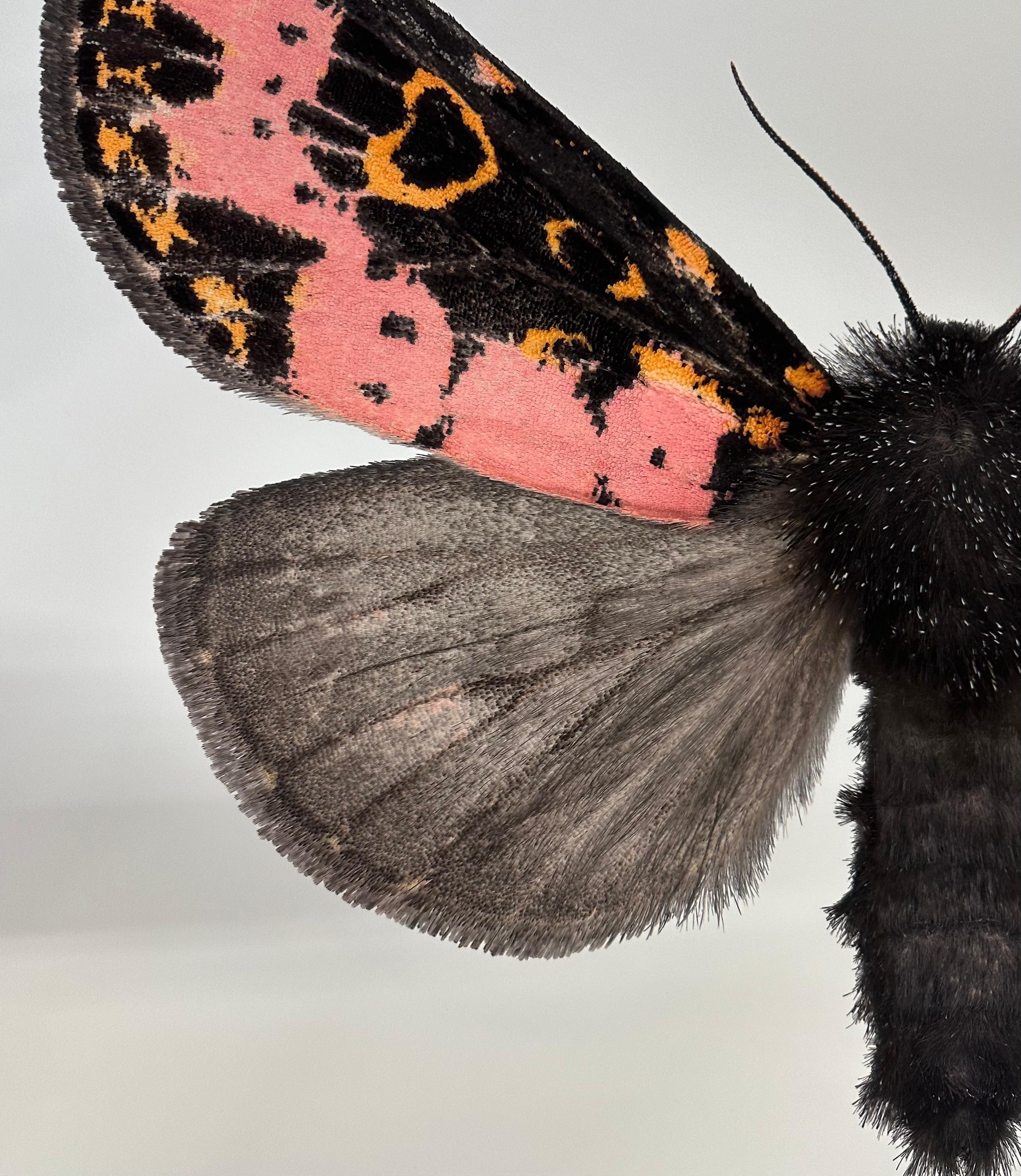 In this hyper-detailed archival pigment print on watercolor paper, a moth with pink, orange and black markings on its upper wings is dramatic against a solid white background. 

Price shown is the unframed price. Please inquire with the gallery for