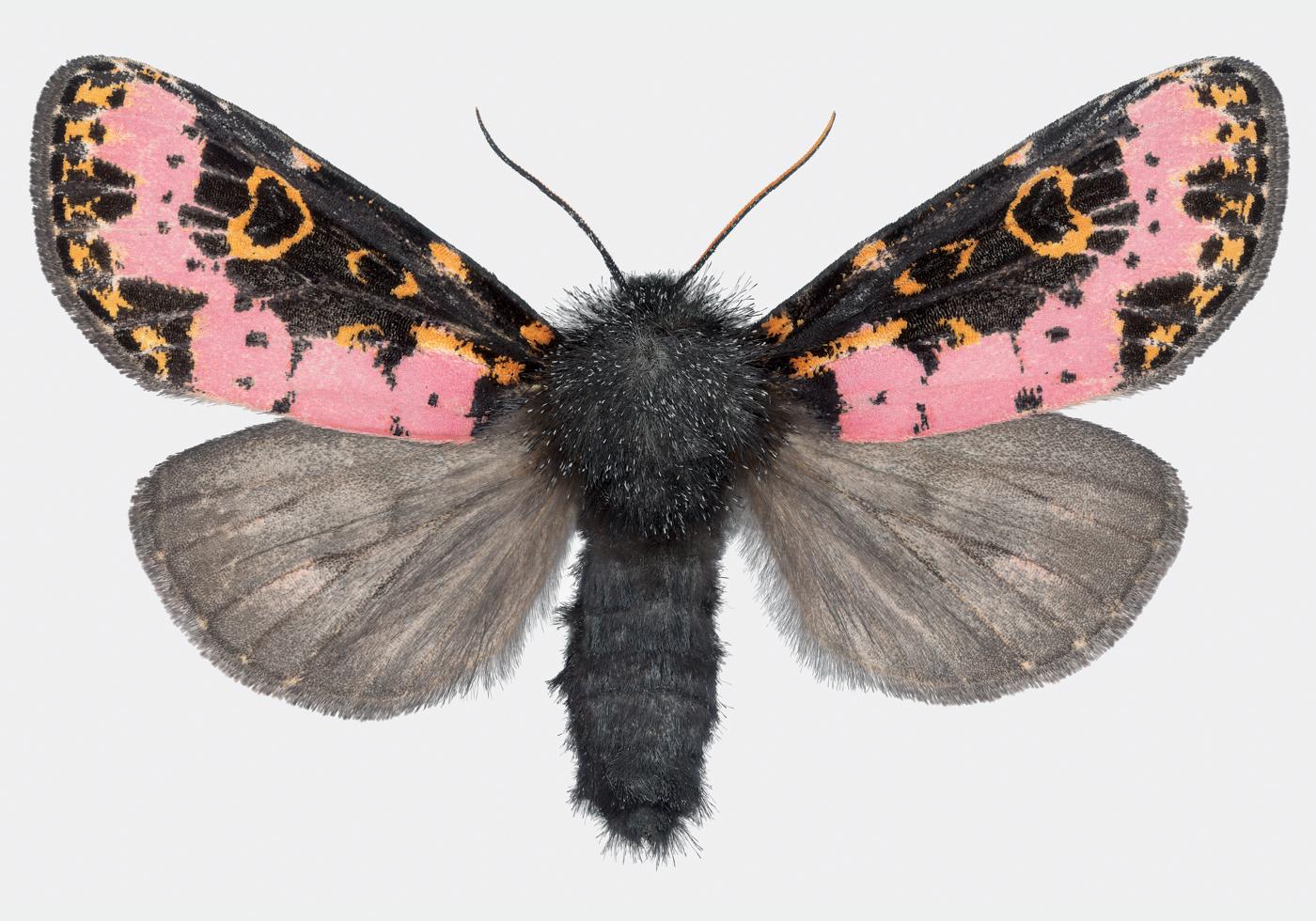 Joseph Scheer Color Photograph - Xanthopastis Regnatrix, Pink, Orange, Brown, White, Nature Moth Insect