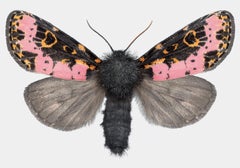 Xanthopastis Regnatrix, Pink, Orange, Brown, White, Nature Moth Insect