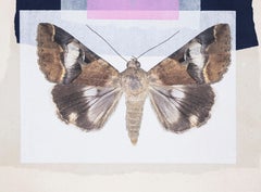 Contemporary Monotype Collage Butterfly Moth Nature Print Framed Pink Blue