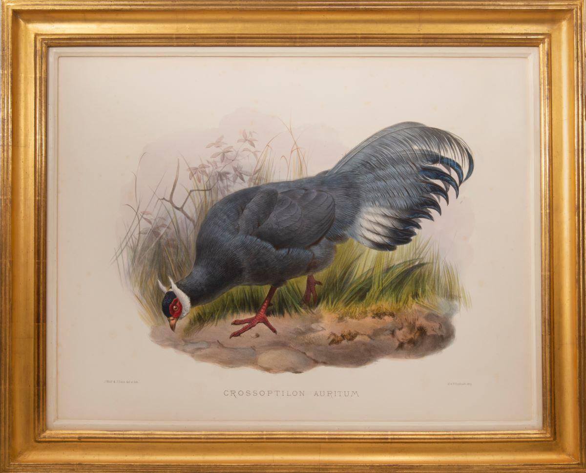 Four Pheasants  - Print by Joseph Wolf