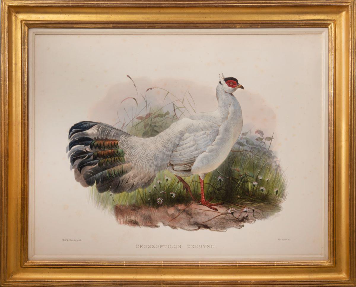 elliot's pheasant for sale