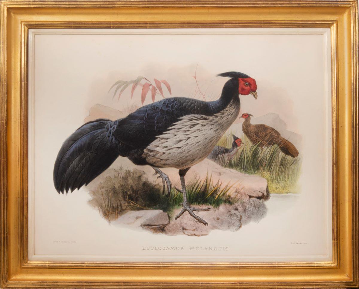 elliot pheasants for sale