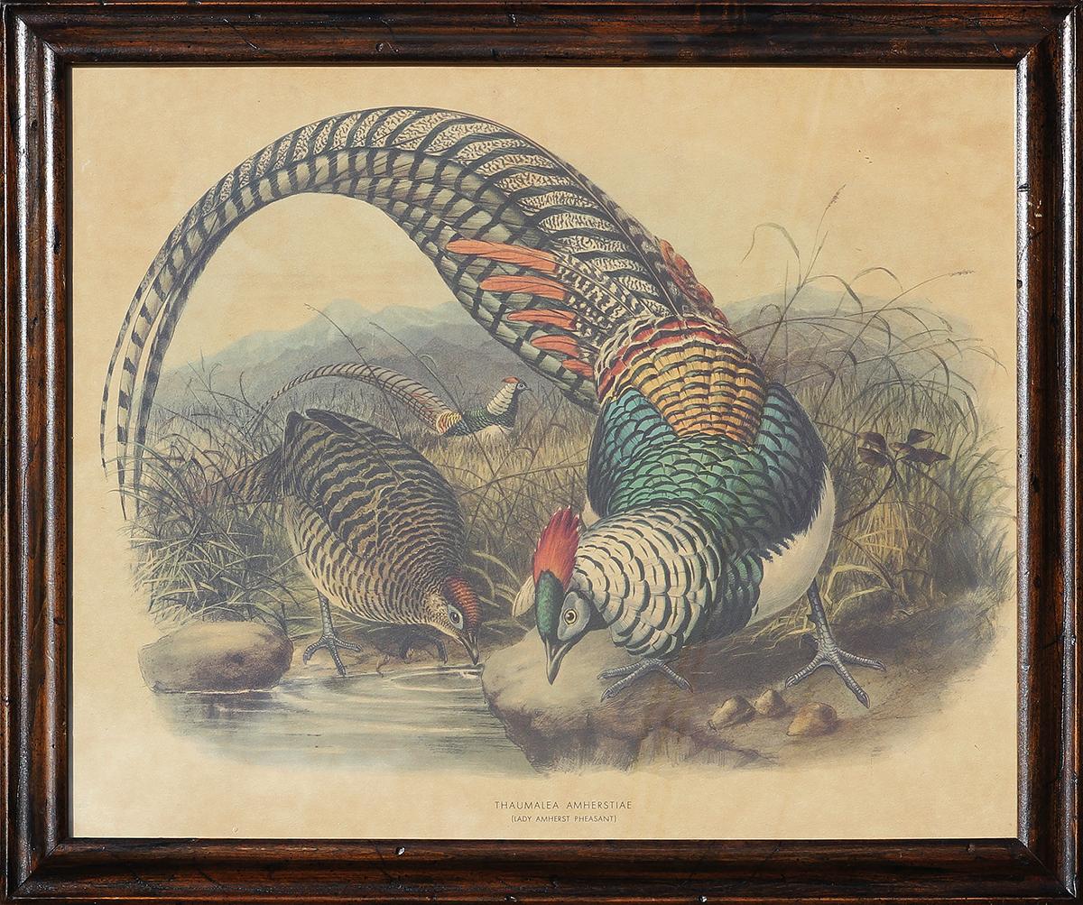 Joseph Wolf Animal Print - "Lady Amherst Pheasant (Thaumalea Amherstiae)" Naturalistic Bird Lithograph