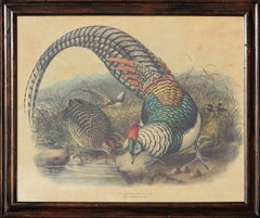 Antique "Lady Amherst Pheasant (Thaumalea Amherstiae)" Naturalistic Bird Lithograph