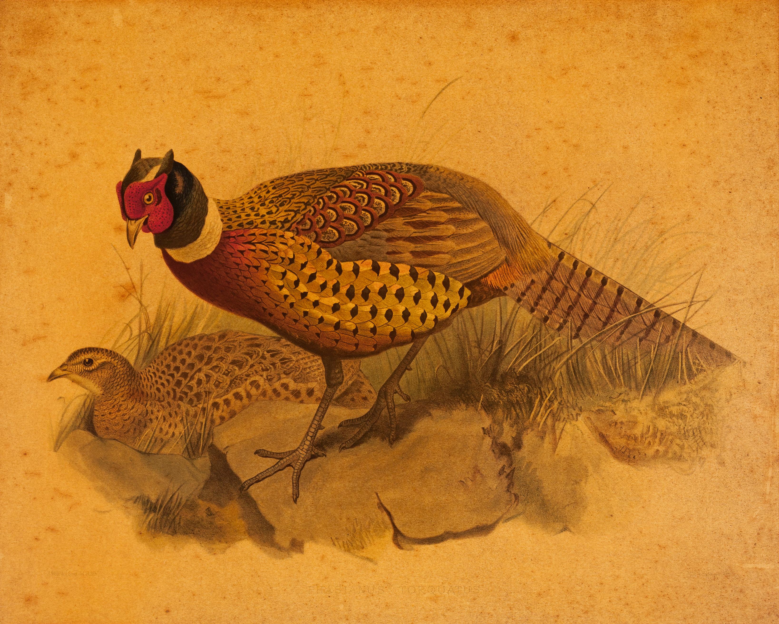 Phasianus colchicus – Print von Joseph Wolf