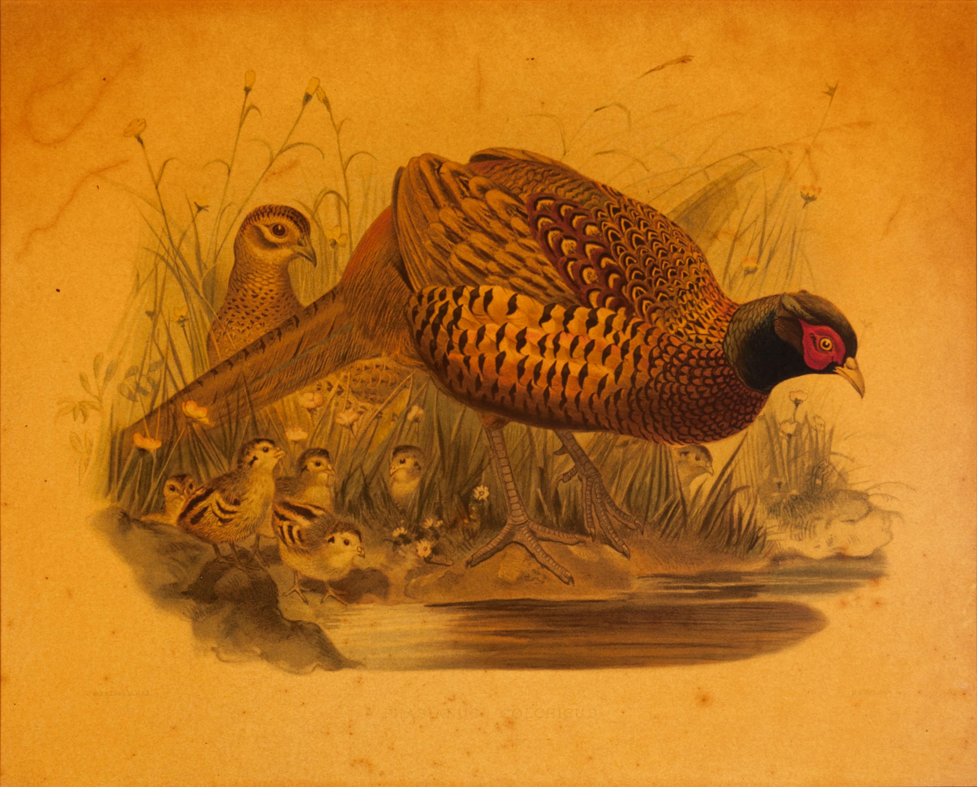 Phasianus torquatus - Print de Joseph Wolf