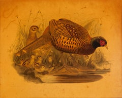Phasianus torquatus