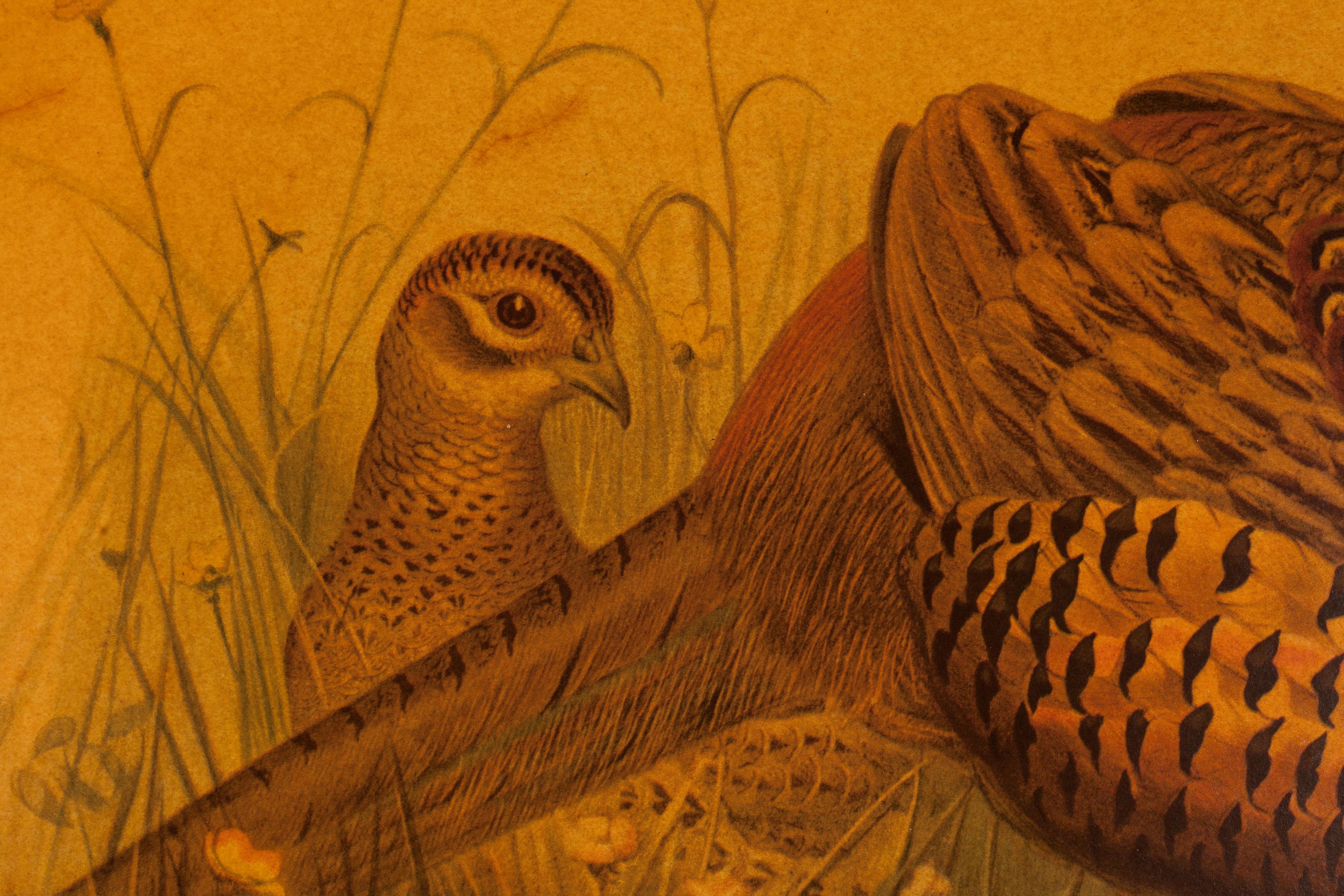 Phasianus torquatus - Print Naturalista de Joseph Wolf