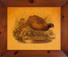 Phasianus torquatus