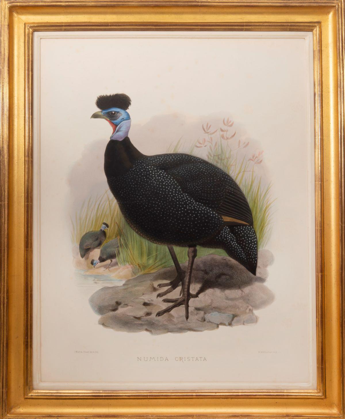 Two Guinea Fowl - Print by Joseph Wolf