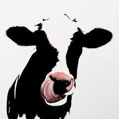 Cow with Tongue on Nose in White