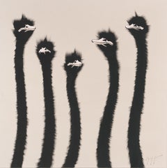 Animal Paintings
