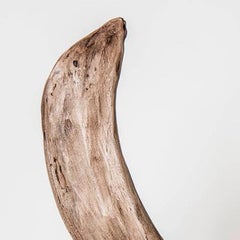 Dr. Chicken Coop Viking Helmet