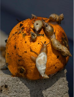 Blue Orange, color photograph by Joshua Lutz